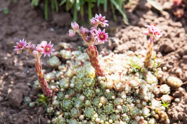 屋顶长生花植物 — 图库照片