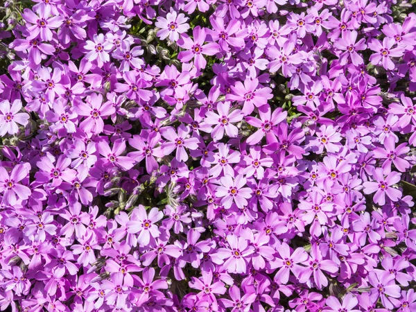 보라색 플럭스 꽃 — 스톡 사진