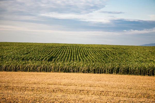 Hektárnyi kukorica — Stock Fotó