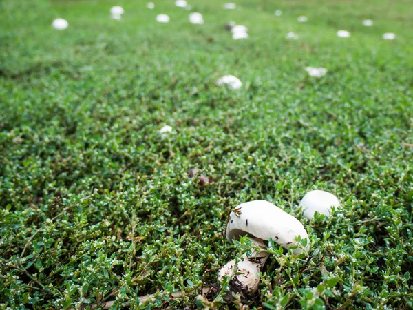 Paddenstoelen in het gras — Stockfoto