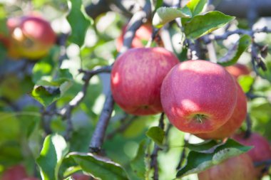 Ağaçtaki kırmızı elmalar