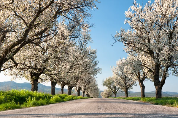 Linea di ciliegi — Foto Stock