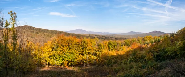 Panoramic view of colorfull forest — Stock Photo, Image