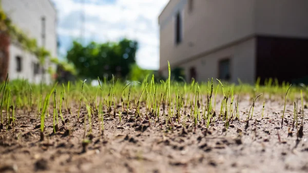 Opgroeien gras — Stockfoto