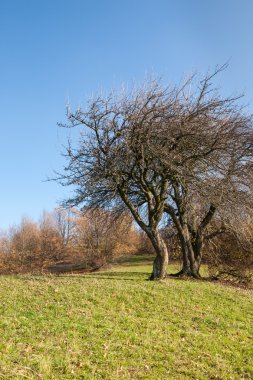 dallı ağaçlar