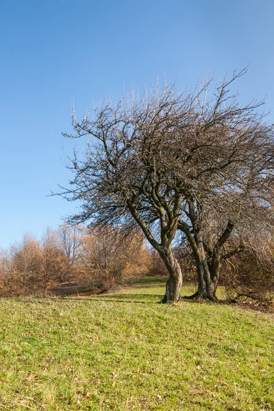 Alberi ramificati — Foto Stock