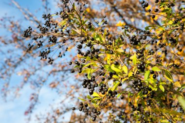 Ligustrum vulgare