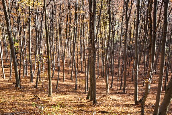 Carpathian deciduous forest