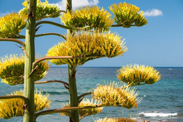 Détail du cactus d'agave — Photo