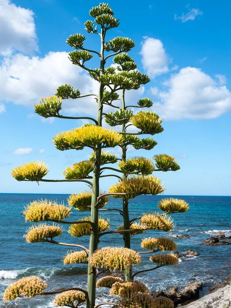 Flowering agave — Stock Photo, Image