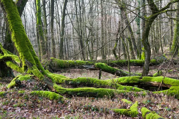 Orman alt tarafından yosun kaplı — Stok fotoğraf