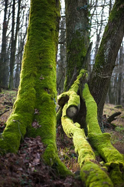 Mossiga träd — Stockfoto