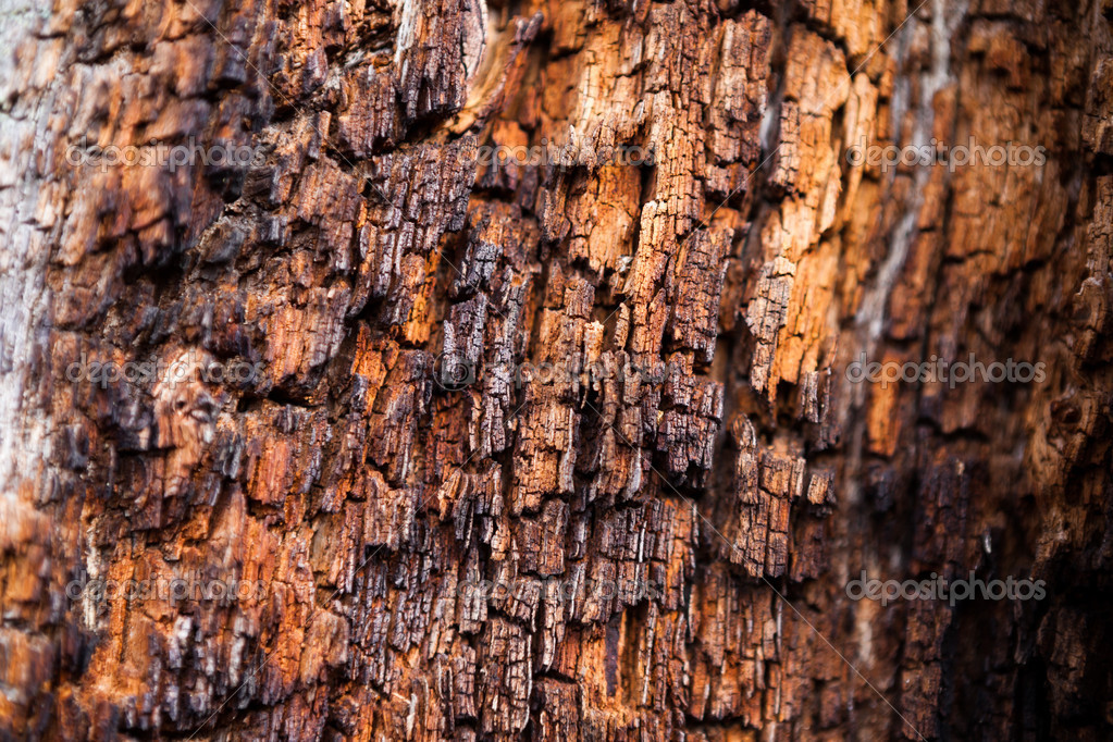 Rotting tree stump — Stock Photo © hraska 40025367