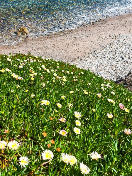 Blumen an der Küste — Stockfoto