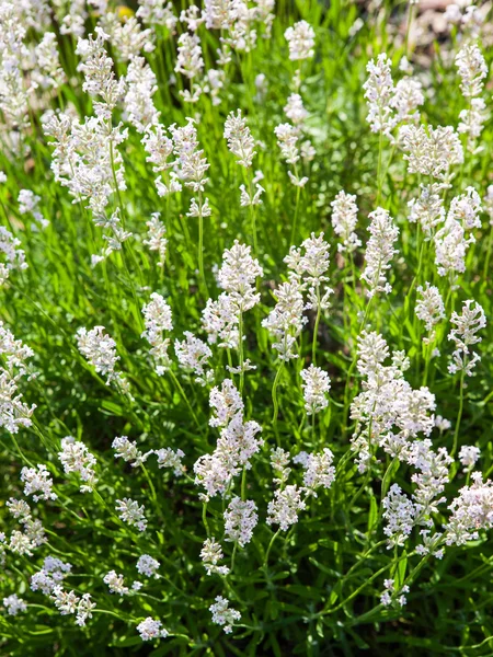 Lavanda de floración blanca —  Fotos de Stock