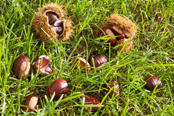 Kastanien auf dem Gras — Stockfoto