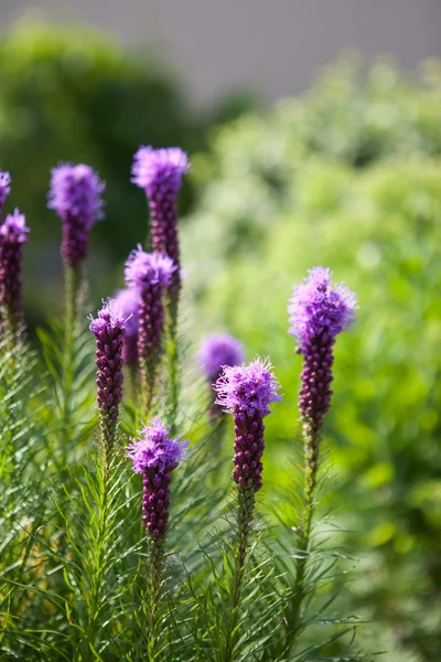Liatris spicata