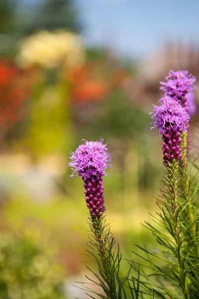 Gęste blazing star — Zdjęcie stockowe