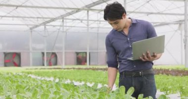 Küçük tarım şirketimizde kalite kontrolü için bir dizüstü bilgisayarda, Asyalı genç bir çiftçi serada yetişen bir hidrofonik çiftlikte yetişen salata sebzelerini kontrol etmek için yürür..