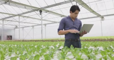 Küçük tarım şirketimizde kalite kontrolü için bir dizüstü bilgisayarda, Asyalı genç bir çiftçi serada yetişen bir hidrofonik çiftlikte yetişen salata sebzelerini kontrol etmek için yürür..