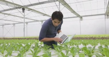 Küçük tarım şirketimizde kalite kontrolü için bir dizüstü bilgisayarda, Asyalı genç bir çiftçi serada yetişen bir hidrofonik çiftlikte yetişen salata sebzelerini kontrol etmek için yürür..