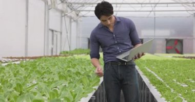 Küçük tarım şirketimizde kalite kontrolü için bir dizüstü bilgisayarda, Asyalı genç bir çiftçi serada yetişen bir hidrofonik çiftlikte yetişen salata sebzelerini kontrol etmek için yürür..