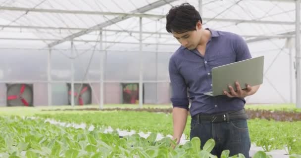 私たちの小さな農業会社の品質管理のためのラップトップでは アジアの若い農家が温室で栽培されている水耕栽培のサラダ野菜をチェックするために歩いています — ストック動画