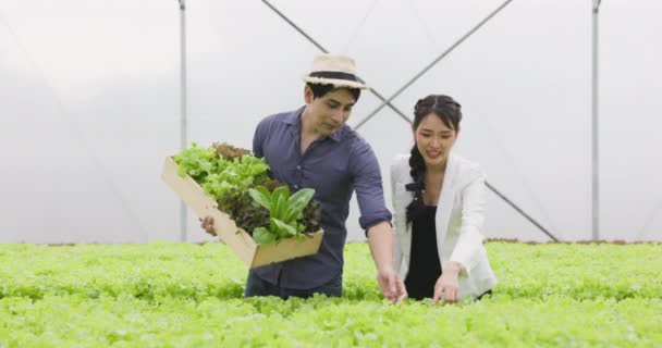 Couple Agriculteurs Asiatiques Travaillent Dans Ferme Serre Légumes Hydroponiques Avec — Video