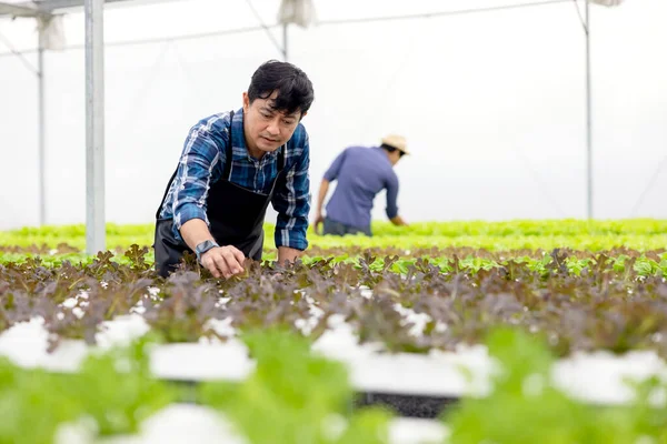 Egy Farmer Zöldségeket Gyűjt Egy Hidroponikus Kertből Biogazdálkodással Termesztett Zöldségek — Stock Fotó