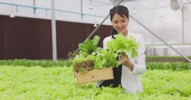 Taze salata sebzeleri, seradaki hidrofonik bitki çiftliklerinde Asyalı kadın çiftçiler tarafından toplanır ve satılır. Taze sebze ve sağlıklı gıda konsepti.
