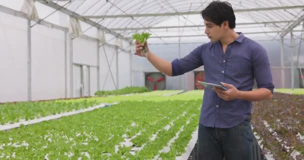 Фермер Збирає Овочі Саду Гідропоніки Таблетками Органічні Свіжі Овочі Фермери — стокове відео