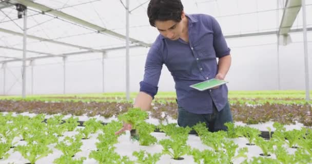 Rolnik Zbiera Warzywa Ogrodu Hydroponicznego Pomocą Tabletu Ekologiczne Świeże Uprawiane — Wideo stockowe