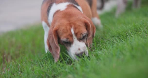 Slow Motion Video Dag Spelar Rolig Beagle Hund Det Gröna — Stockvideo