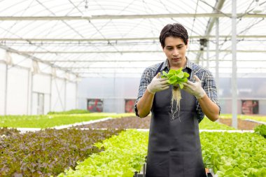 A farmer harvests veggies from a hydroponics garden. organic fresh grown vegetables and farmers laboring in a greenhouse with a hydroponic vegetable garden.	