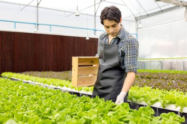 A farmer harvests veggies from a hydroponics garden. organic fresh grown vegetables and farmers laboring in a greenhouse with a hydroponic vegetable garden.	