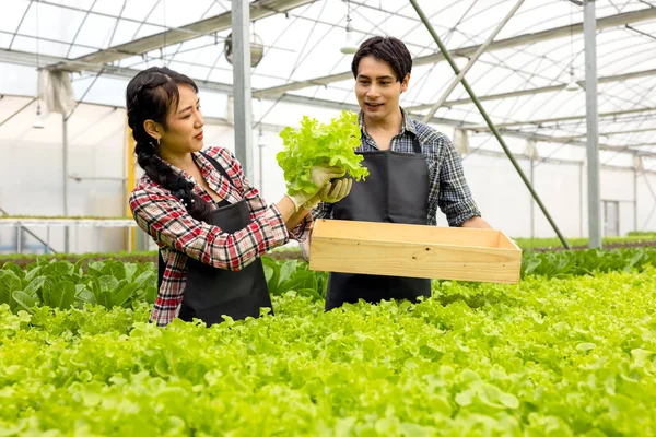 Ázsiai Farmer Pár Dolgozik Hidroponikus Növényi Üvegházhatású Gazdaság Boldog Örömteli — Stock Fotó