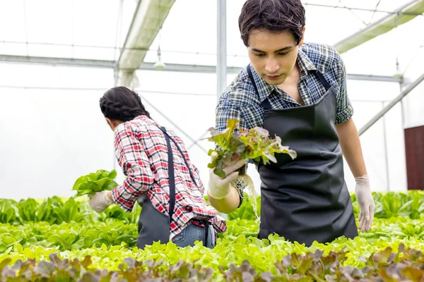 Casal Agricultor Asiático Trabalho Fazenda Estufa Vegetal Hidropônica Com Felicidade — Fotografia de Stock