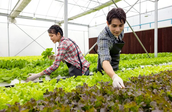 Casal Agricultor Asiático Trabalho Fazenda Estufa Vegetal Hidropônica Com Felicidade — Fotografia de Stock