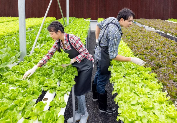 Ασιάτης Αγρότης Ζευγάρι Εργάζονται Υδροπονικό Φυτικό Θερμοκήπιο Αγρόκτημα Την Ευτυχία — Φωτογραφία Αρχείου