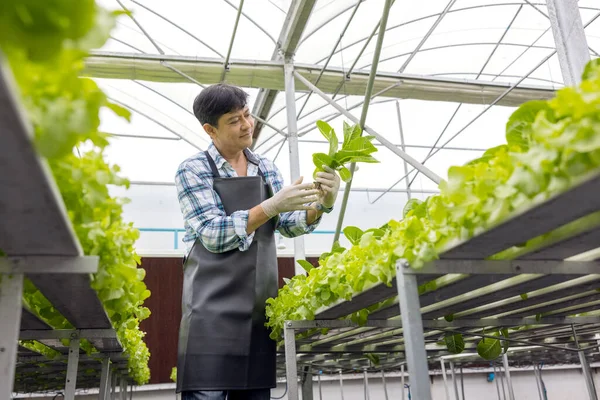 Egy Fiatal Gazda Portréja Amint Zöldségeket Gyűjt Hidroponikus Farmról Reggel — Stock Fotó