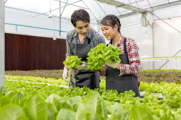 Uma Fazenda Jardim Estufa Jovem Casal Asiático Agricultor Colhe Salada — Fotografia de Stock