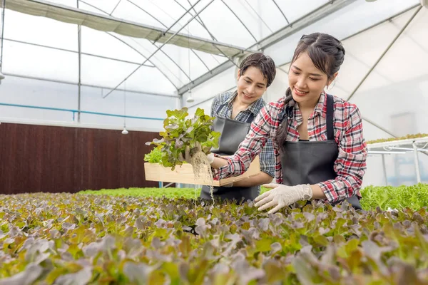 Uma Fazenda Jardim Estufa Jovem Casal Asiático Agricultor Colhe Salada — Fotografia de Stock