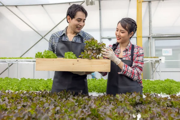 Egy Üvegházi Kertészeti Óvodában Egy Fiatal Ázsiai Házaspár Betakarítja Friss — Stock Fotó
