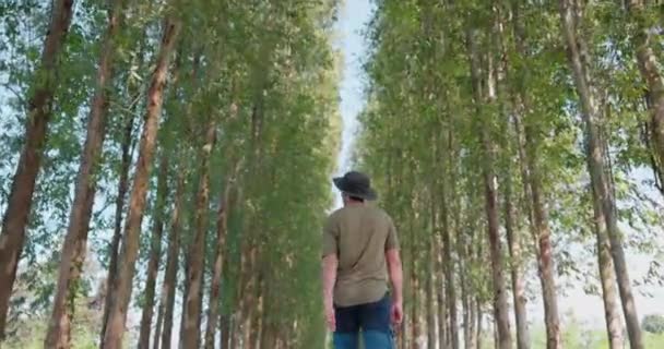 秋の森の中で 若い男が背の高い木の間を歩く 晴れた日には 男性の旅行者は松の森の中でリュックサック付きの旅行を開始します — ストック動画