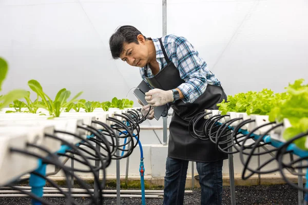 Egy Üvegházban Egy Okos Fiatal Ázsiai Farmer Táblagépet Használ Hogy — Stock Fotó