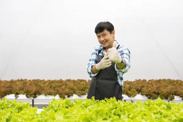 Feliz Asiático Agricultor Fazenda Salada Produzindo Jardim Hidroponicamente Sem Solo — Fotografia de Stock