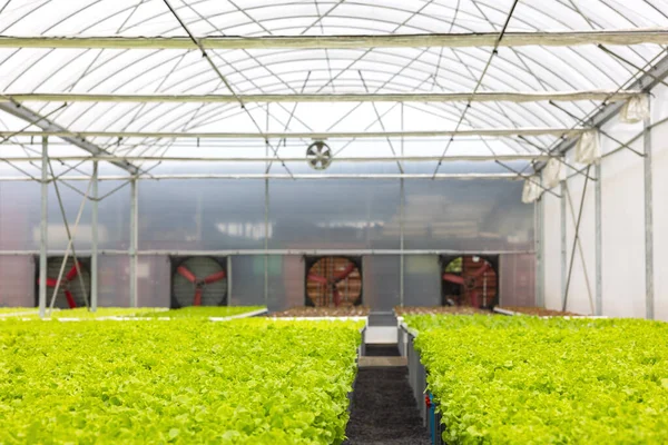 Een Kas Hydrocultuur Boerderij Biologische Groene Sla Salade Groente Wordt — Stockfoto