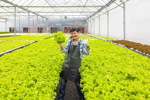 Χαρούμενος Ασιάτης Αγρότης Στη Σαλάτα Του Αγροκτήματος Που Παράγει Υδροπονικά — Φωτογραφία Αρχείου