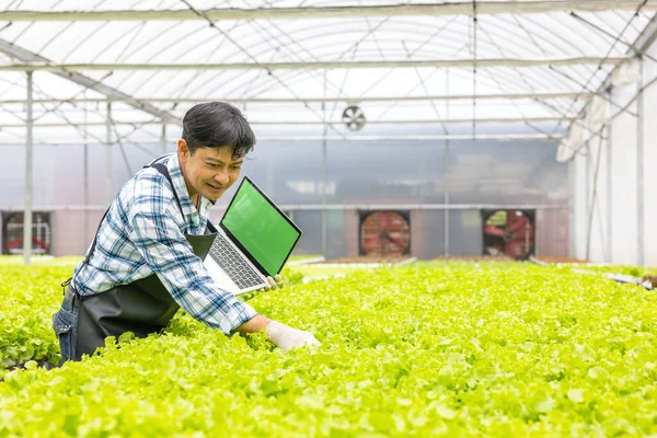Üvegházi Környezetben Egy Mezőgazdasági Kutató Laptoppal Vizsgálja Növényeket Miközben Laptopot — Stock Fotó