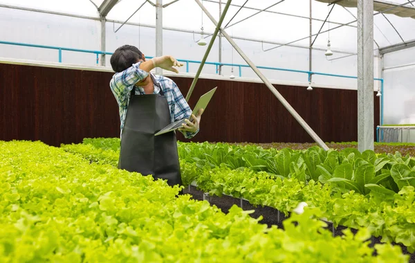 Üvegházi Környezetben Egy Mezőgazdasági Kutató Laptoppal Vizsgálja Növényeket Miközben Laptopot — Stock Fotó